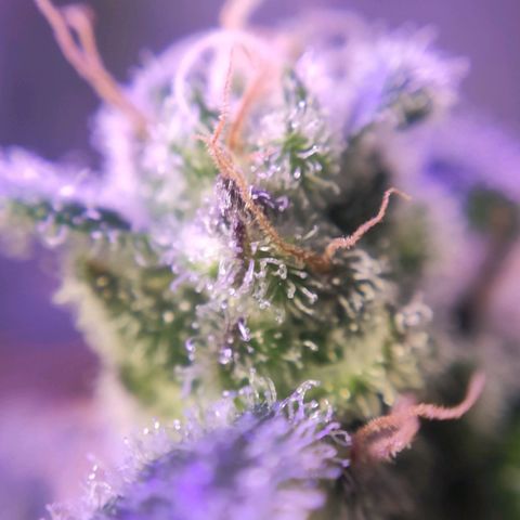 3 - Tropicana Inflamável - Sour Pineapple growlog timeline photo