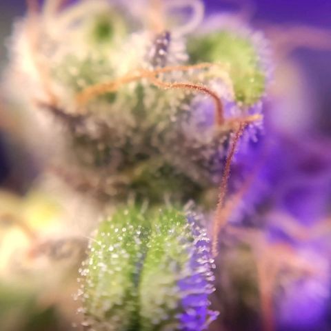 2 - Dixie Kong - Strawberry Banana growlog timeline photo