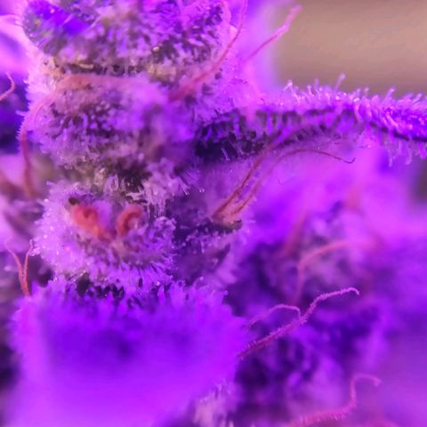 3 - Tropicana Inflamável - Sour Pineapple growlog timeline photo