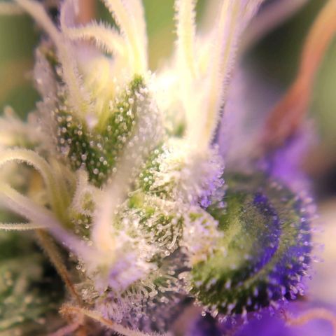 2 - Dixie Kong - Strawberry Banana growlog timeline photo