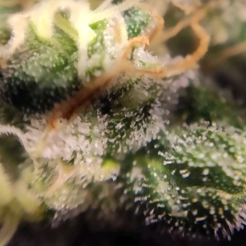 2 - Dixie Kong - Strawberry Banana growlog timeline photo