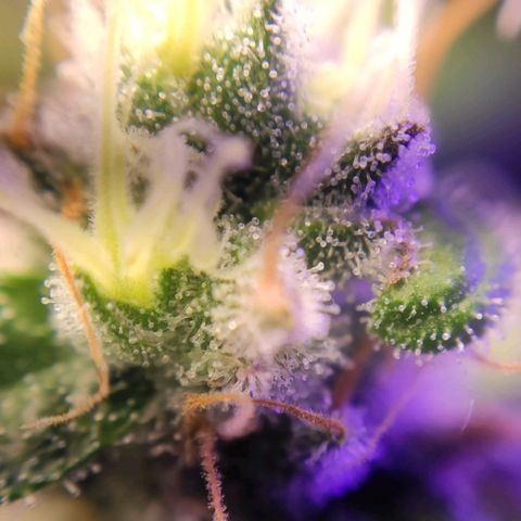 2 - Dixie Kong - Strawberry Banana growlog timeline photo
