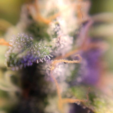 2 - Dixie Kong - Strawberry Banana growlog timeline photo