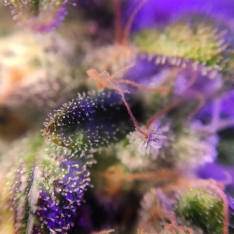 2 - Dixie Kong - Strawberry Banana growlog timeline photo