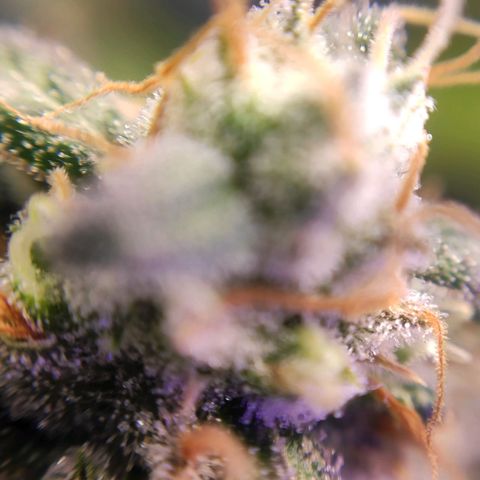 2 - Dixie Kong - Strawberry Banana growlog timeline photo
