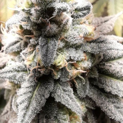 4 - Biscoitinho - Crumbled Cookies growlog timeline photo