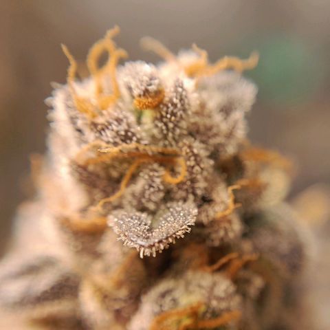 4 - Biscoitinho - Crumbled Cookies growlog timeline photo