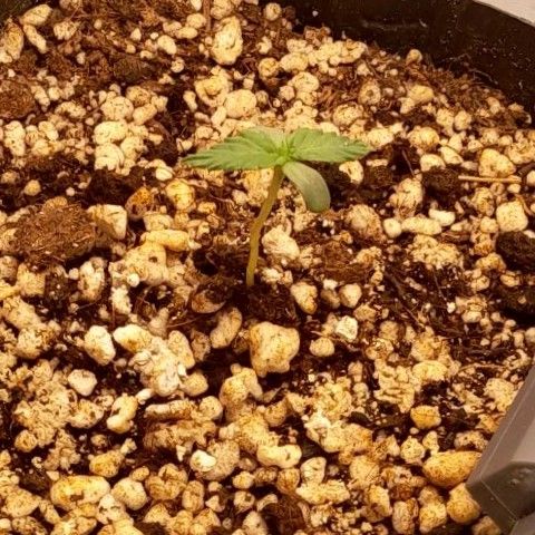 5 - HighLander - Sweet Amnesia Haze growlog timeline photo