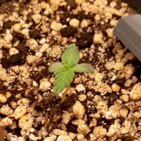 5 - HighLander - Sweet Amnesia Haze growlog timeline photo