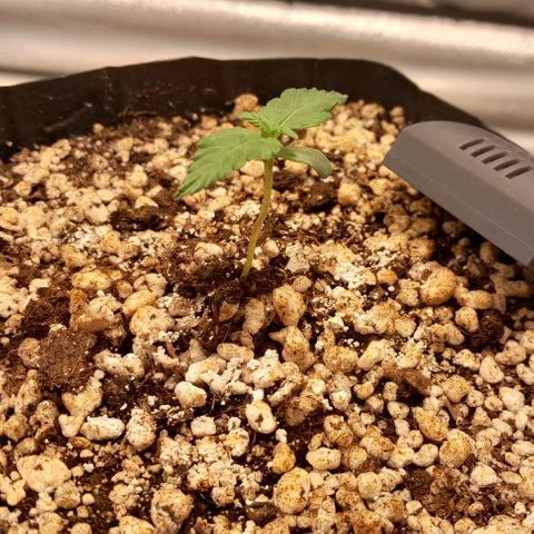 5 - HighLander - Sweet Amnesia Haze growlog timeline photo