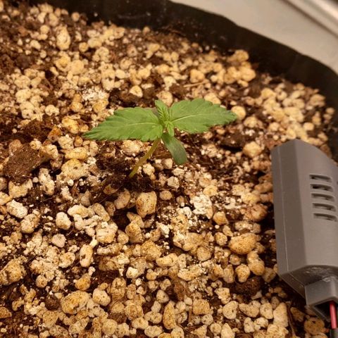 5 - HighLander - Sweet Amnesia Haze growlog timeline photo