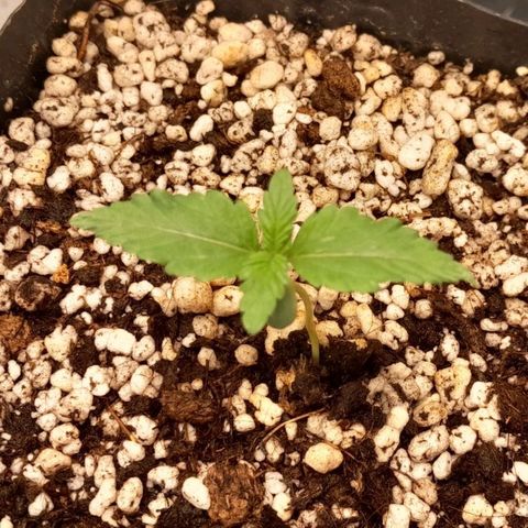 5 - HighLander - Sweet Amnesia Haze growlog timeline photo