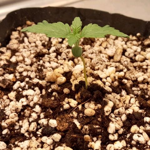 5 - HighLander - Sweet Amnesia Haze growlog timeline photo