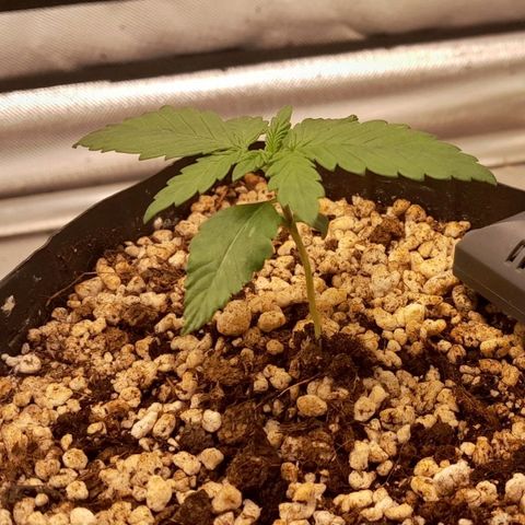 5 - HighLander - Sweet Amnesia Haze growlog timeline photo