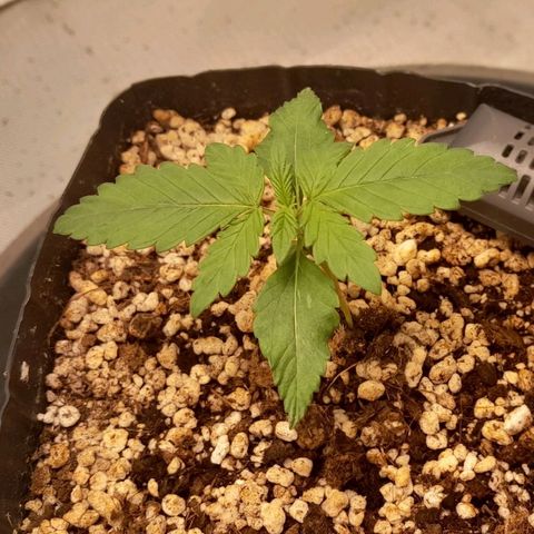 5 - HighLander - Sweet Amnesia Haze growlog timeline photo