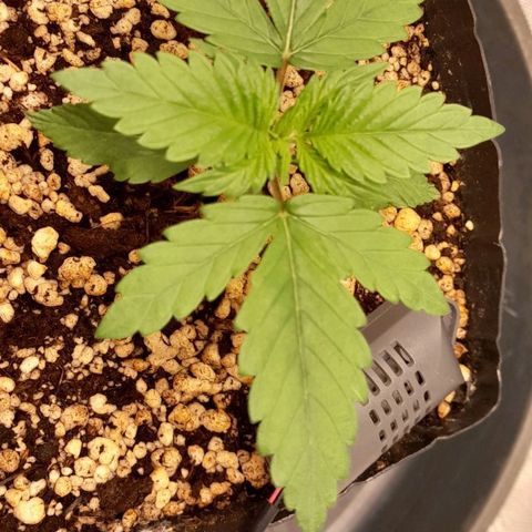 5 - HighLander - Sweet Amnesia Haze growlog timeline photo