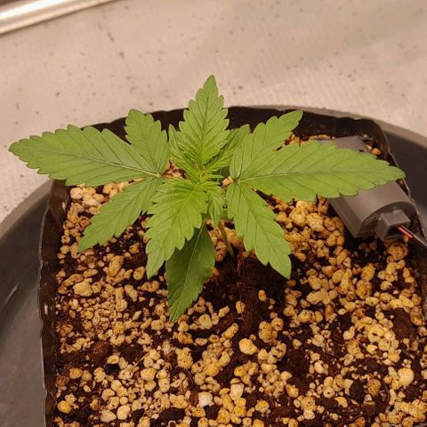 5 - HighLander - Sweet Amnesia Haze growlog timeline photo