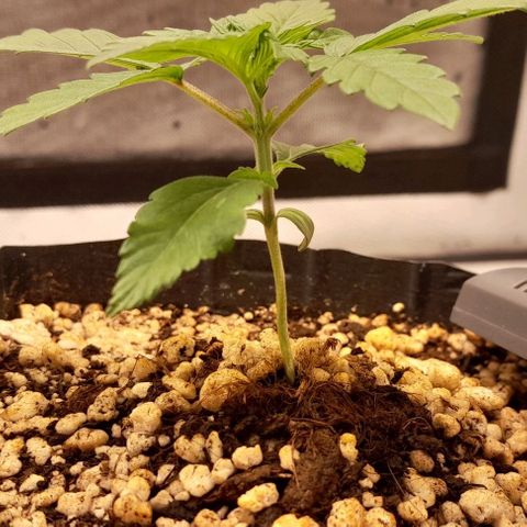 5 - HighLander - Sweet Amnesia Haze growlog timeline photo