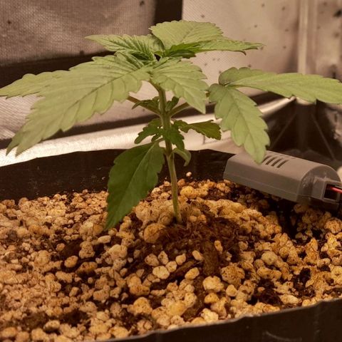5 - HighLander - Sweet Amnesia Haze growlog timeline photo
