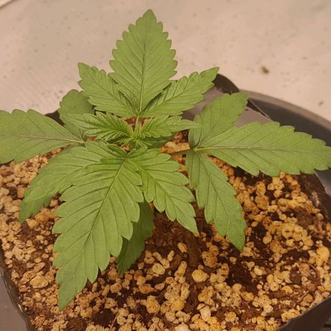 5 - HighLander - Sweet Amnesia Haze growlog timeline photo