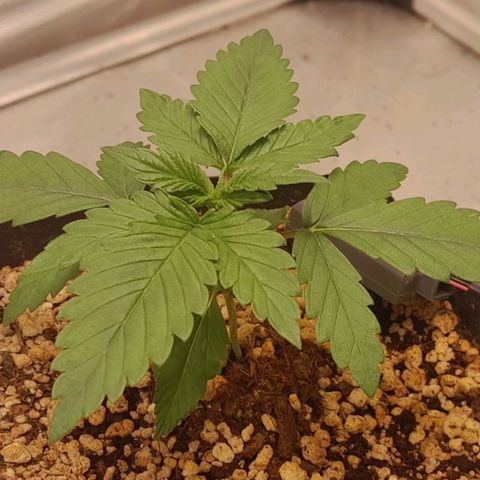 5 - HighLander - Sweet Amnesia Haze growlog timeline photo