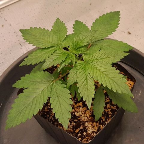 5 - HighLander - Sweet Amnesia Haze growlog timeline photo