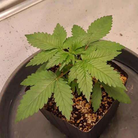 5 - HighLander - Sweet Amnesia Haze growlog timeline photo