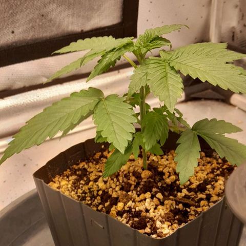 5 - HighLander - Sweet Amnesia Haze growlog timeline photo