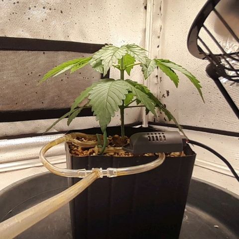5 - HighLander - Sweet Amnesia Haze growlog timeline photo
