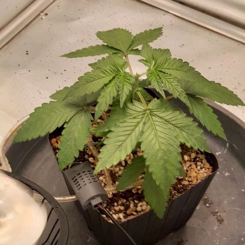 5 - HighLander - Sweet Amnesia Haze growlog timeline photo