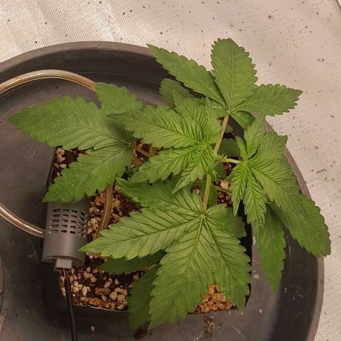 5 - HighLander - Sweet Amnesia Haze growlog timeline photo