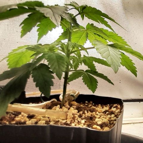 5 - HighLander - Sweet Amnesia Haze growlog timeline photo