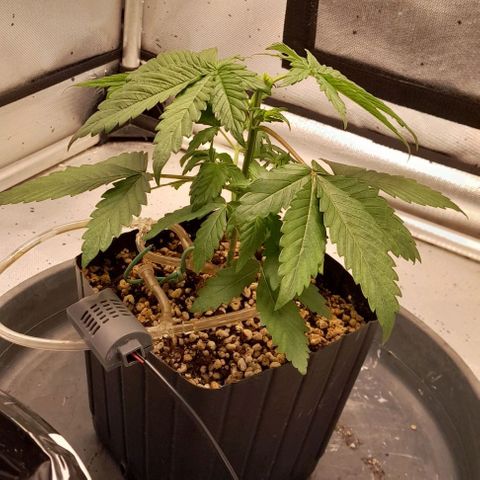 5 - HighLander - Sweet Amnesia Haze growlog timeline photo