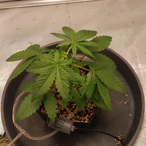 5 - HighLander - Sweet Amnesia Haze growlog timeline photo
