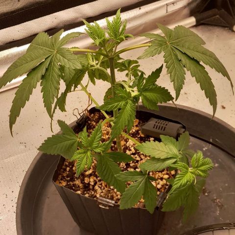 5 - HighLander - Sweet Amnesia Haze growlog timeline photo
