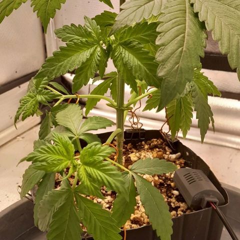 5 - HighLander - Sweet Amnesia Haze growlog timeline photo