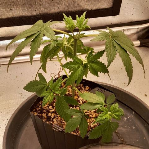 5 - HighLander - Sweet Amnesia Haze growlog timeline photo