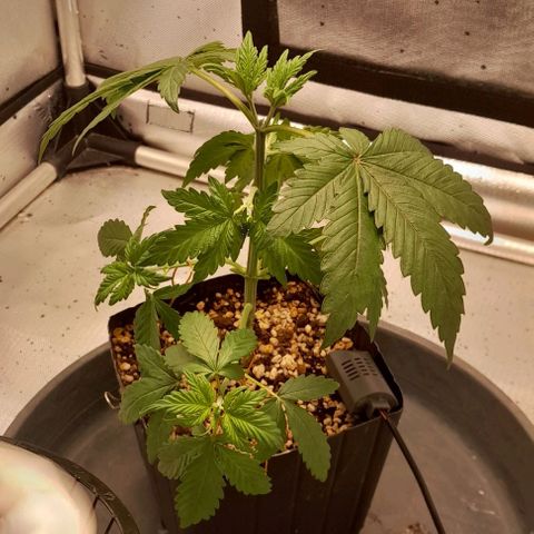 5 - HighLander - Sweet Amnesia Haze growlog timeline photo