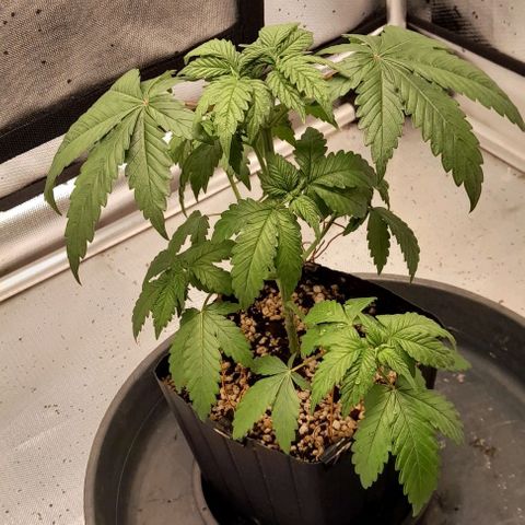 5 - HighLander - Sweet Amnesia Haze growlog timeline photo