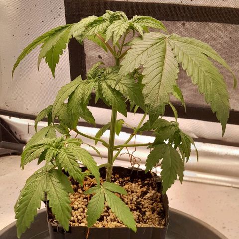 5 - HighLander - Sweet Amnesia Haze growlog timeline photo