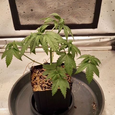 5 - HighLander - Sweet Amnesia Haze growlog timeline photo