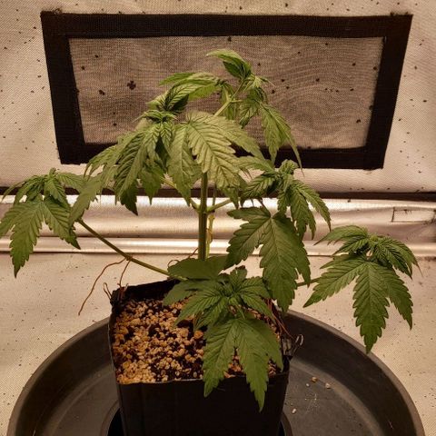 5 - HighLander - Sweet Amnesia Haze growlog timeline photo