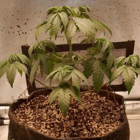 5 - HighLander - Sweet Amnesia Haze growlog timeline photo