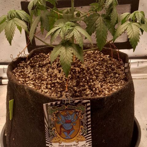 5 - HighLander - Sweet Amnesia Haze growlog timeline photo