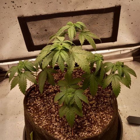 5 - HighLander - Sweet Amnesia Haze growlog timeline photo