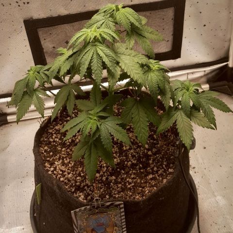5 - HighLander - Sweet Amnesia Haze growlog timeline photo