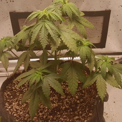 5 - HighLander - Sweet Amnesia Haze growlog timeline photo