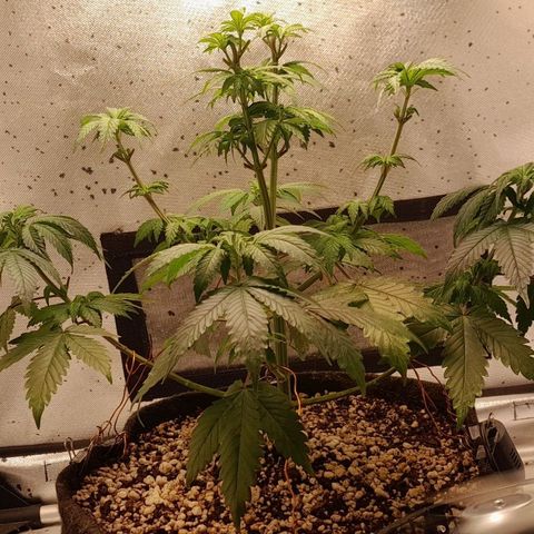 5 - HighLander - Sweet Amnesia Haze growlog timeline photo