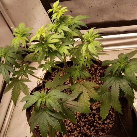 5 - HighLander - Sweet Amnesia Haze growlog timeline photo