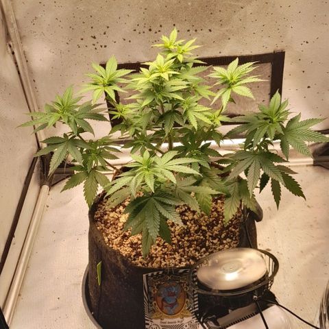 5 - HighLander - Sweet Amnesia Haze growlog timeline photo